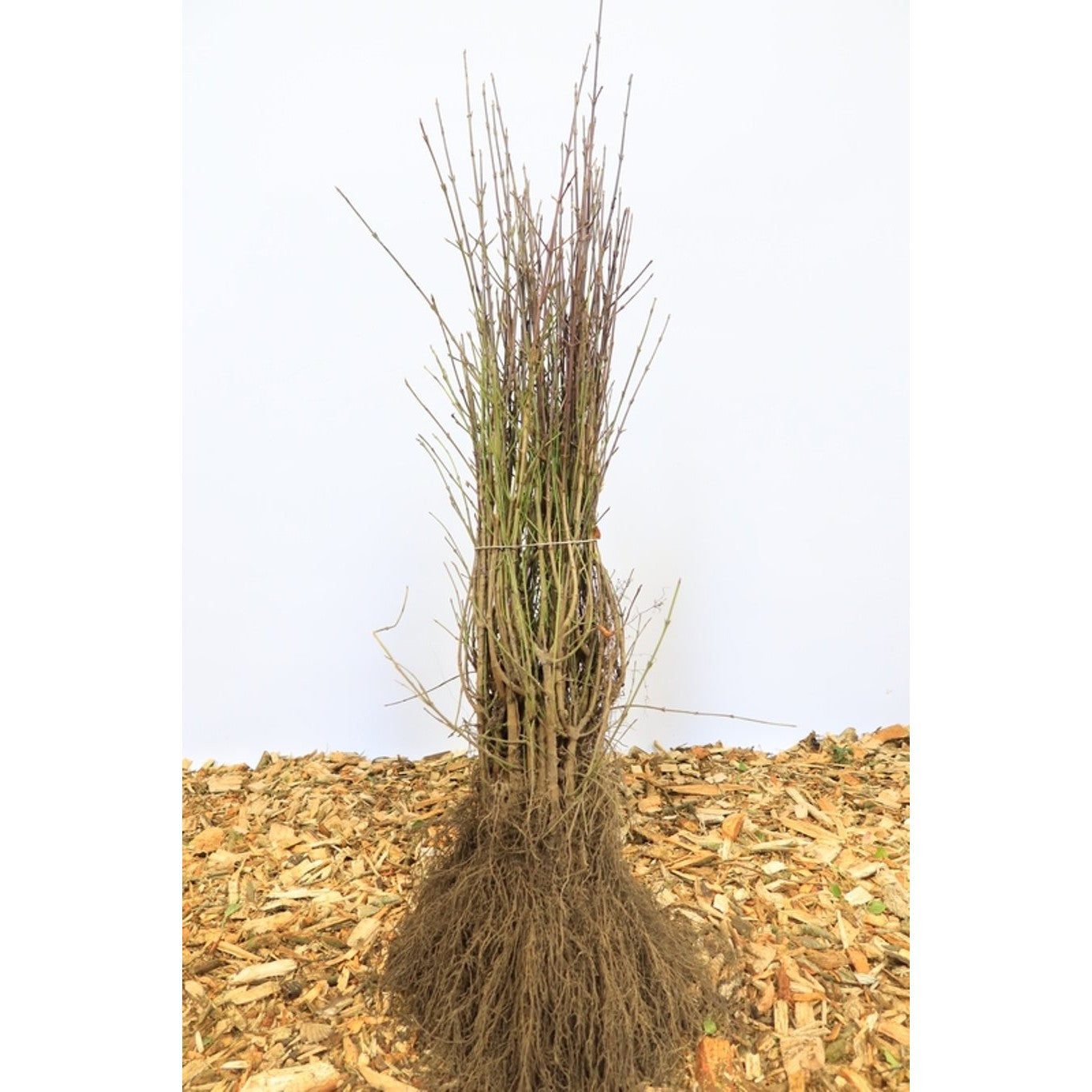 Körsbärskornell – Cornus mas - 50-80 CM bare root 1/1